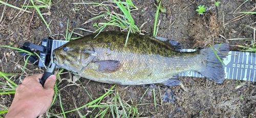 スモールマウスバスの釣果
