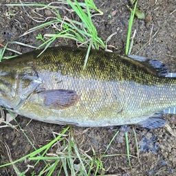 スモールマウスバス