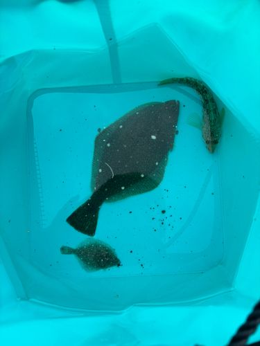 イシガレイの釣果