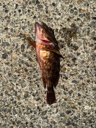 カサゴの釣果