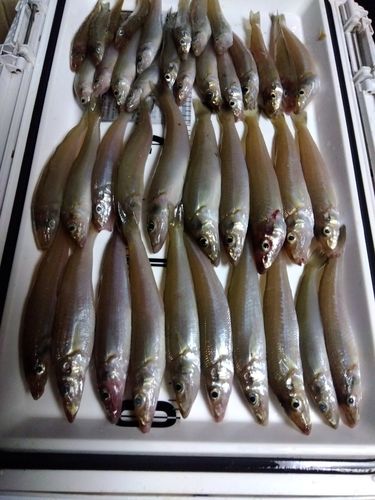 キスの釣果