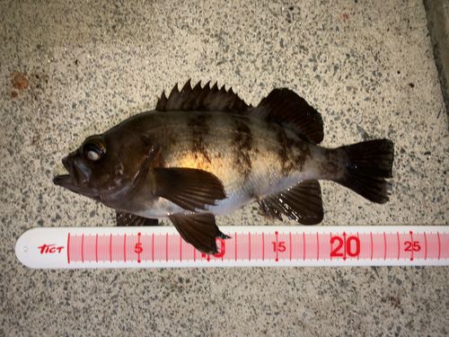 メバルの釣果