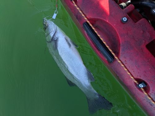 ヒラスズキの釣果