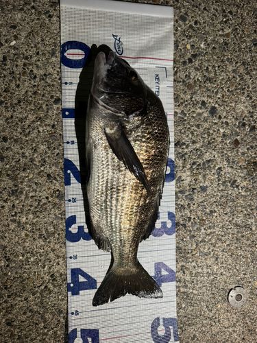 クロダイの釣果
