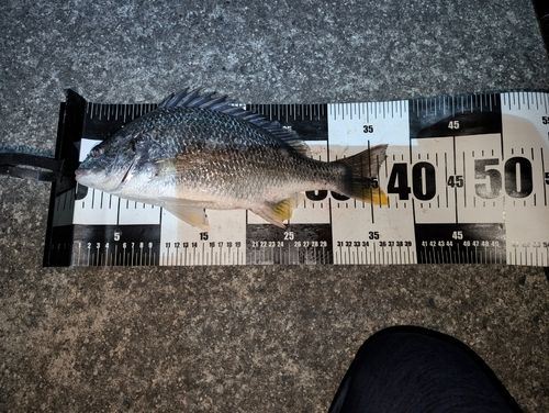 キビレの釣果