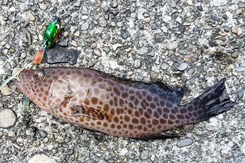 オオモンハタの釣果
