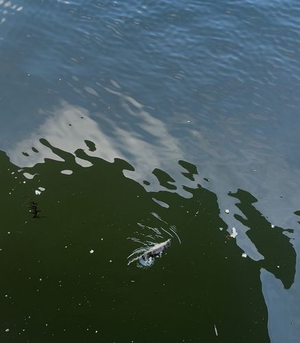 フグの釣果