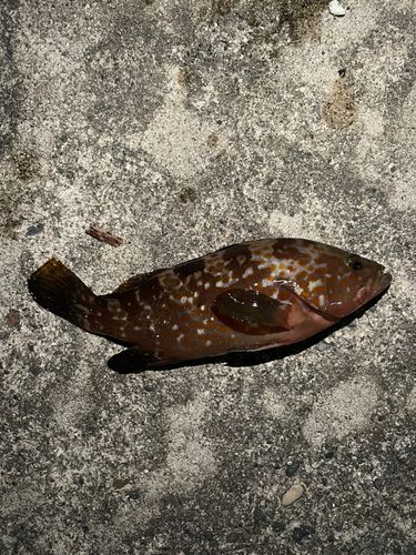キジハタの釣果
