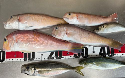 アマダイの釣果