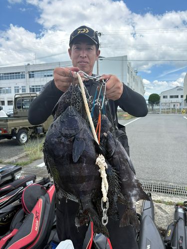 イシダイの釣果