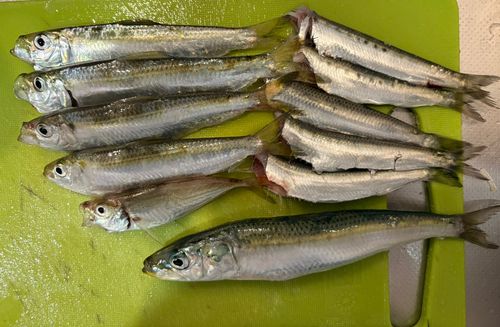 イワシの釣果