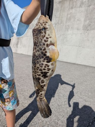 シロギスの釣果