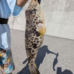 シロギス