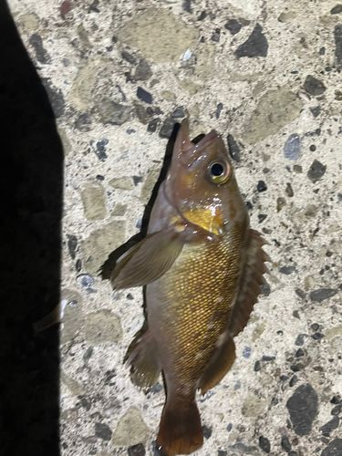 北海道函館水揚げ　エゾメバル20枚 函館湾で釣れたエゾメバルの釣り・釣果情報 - アングラーズ