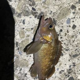 エゾメバル