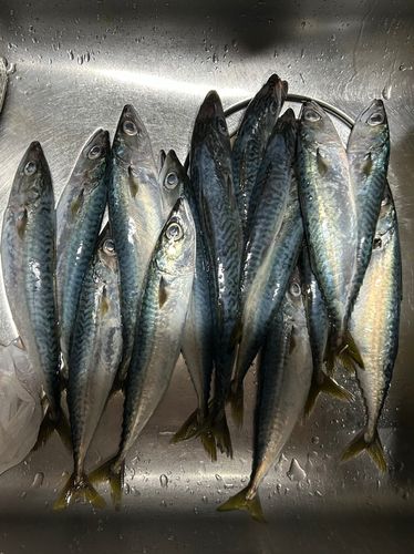 マサバの釣果
