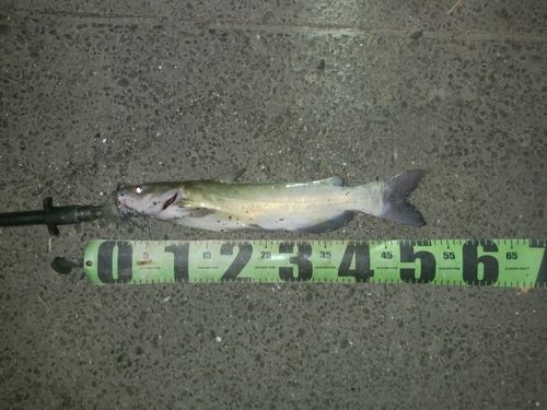 アメリカナマズの釣果