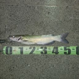 アメリカナマズ