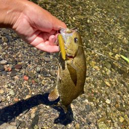 スモールマウスバス