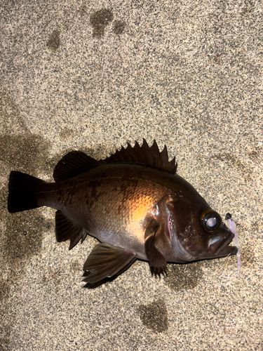 メバルの釣果