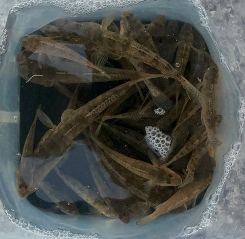 マハゼの釣果