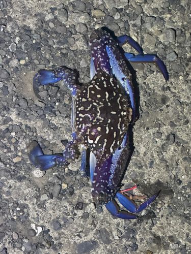 タイワンガザミの釣果