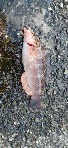 アカササノハベラの釣果