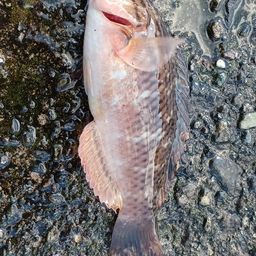 アカササノハベラ