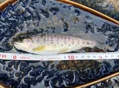 ヤマメの釣果