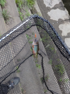 オイカワの釣果