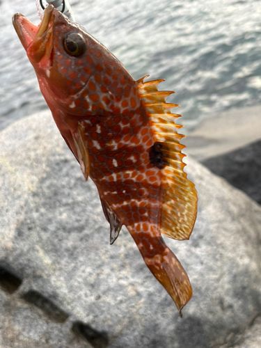 アコウの釣果