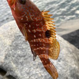 アコウ