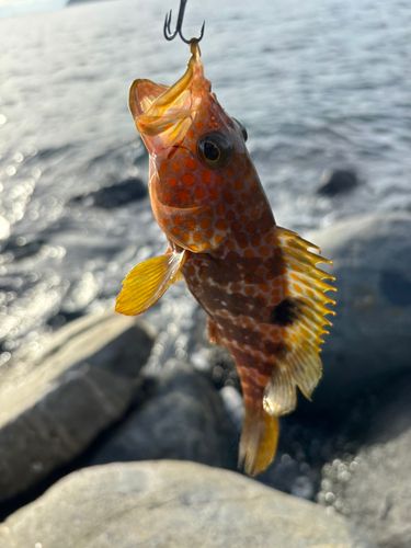 アコウの釣果