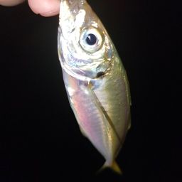 アジ