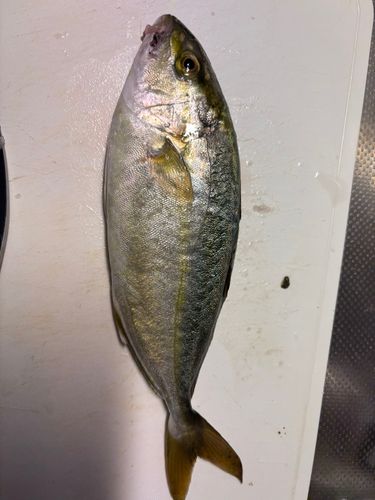 ツバスの釣果