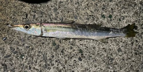 カマスの釣果