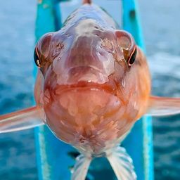 ホシササノハベラ