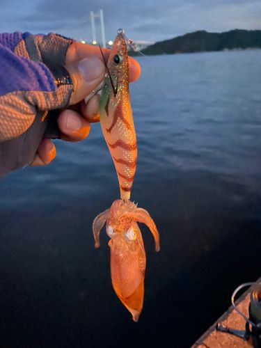ベイカの釣果