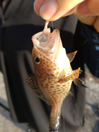 オオモンハタの釣果