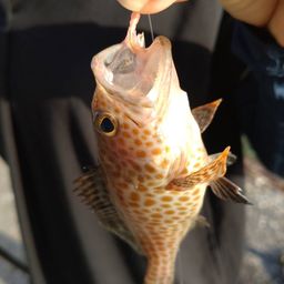 オオモンハタ
