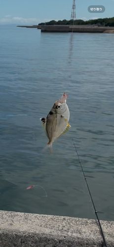 ヒイラギの釣果