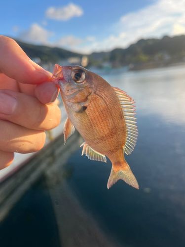 チャリコの釣果