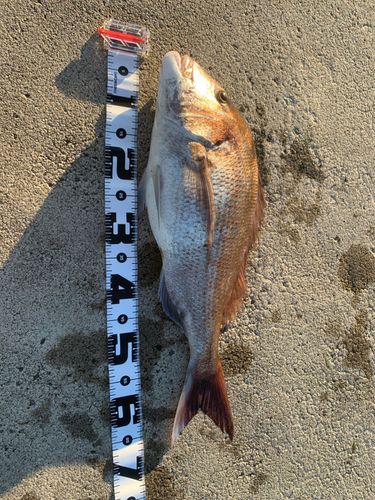 マダイの釣果