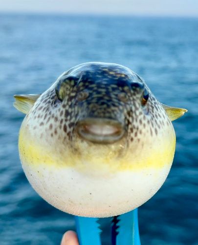 フグの釣果