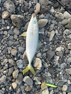 ワカシの釣果