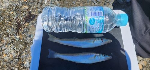 キスの釣果