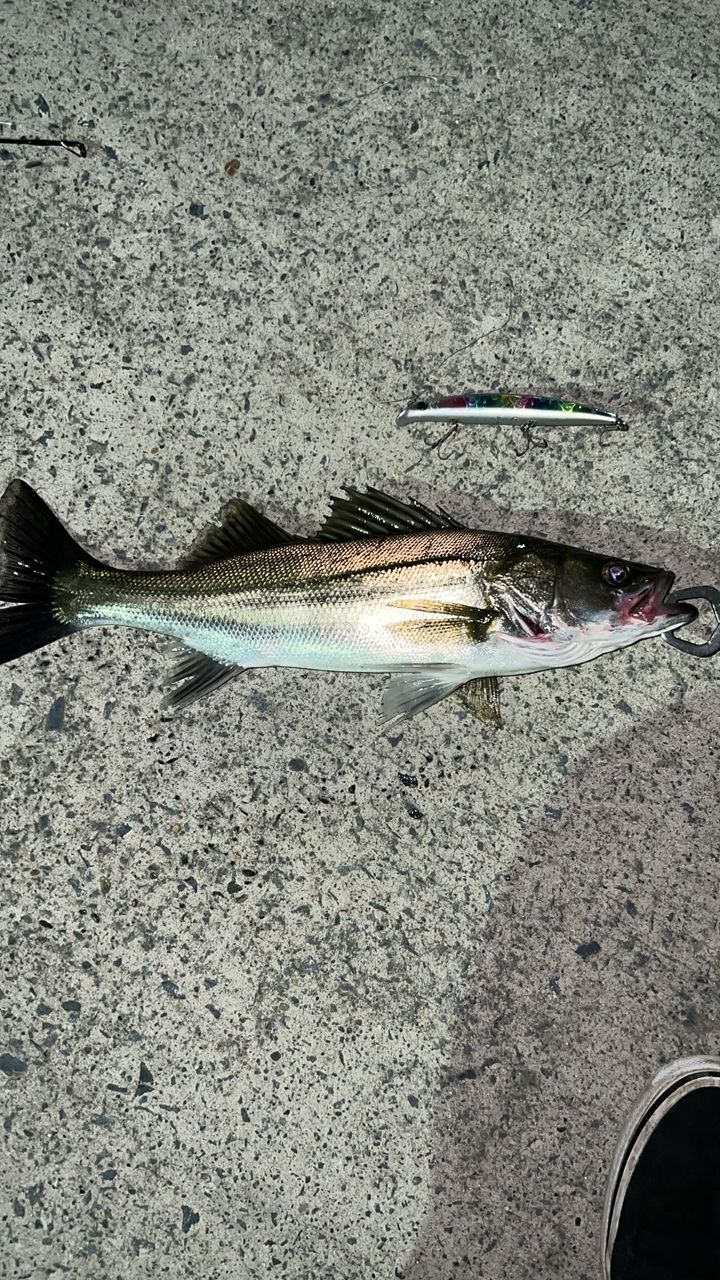 フッコ（マルスズキ）