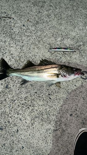 フッコ（マルスズキ）の釣果