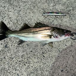 フッコ（マルスズキ）