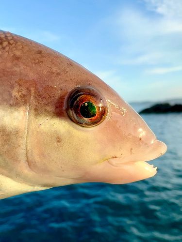 コブダイの釣果
